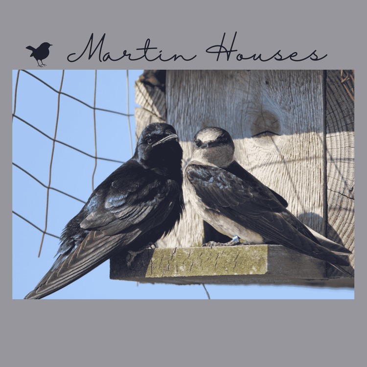 Martin House Collection