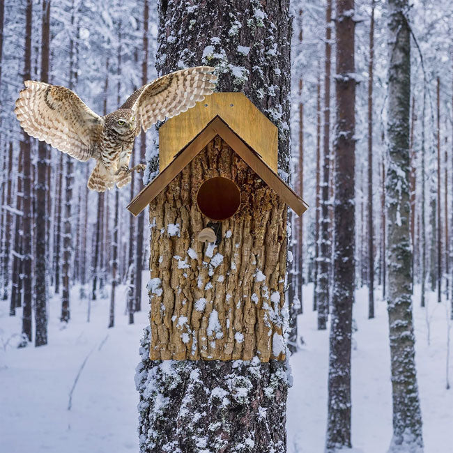 Owl House - The Barkside Inn winter view