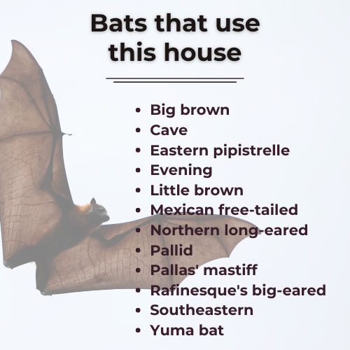 bats that roost in this house
