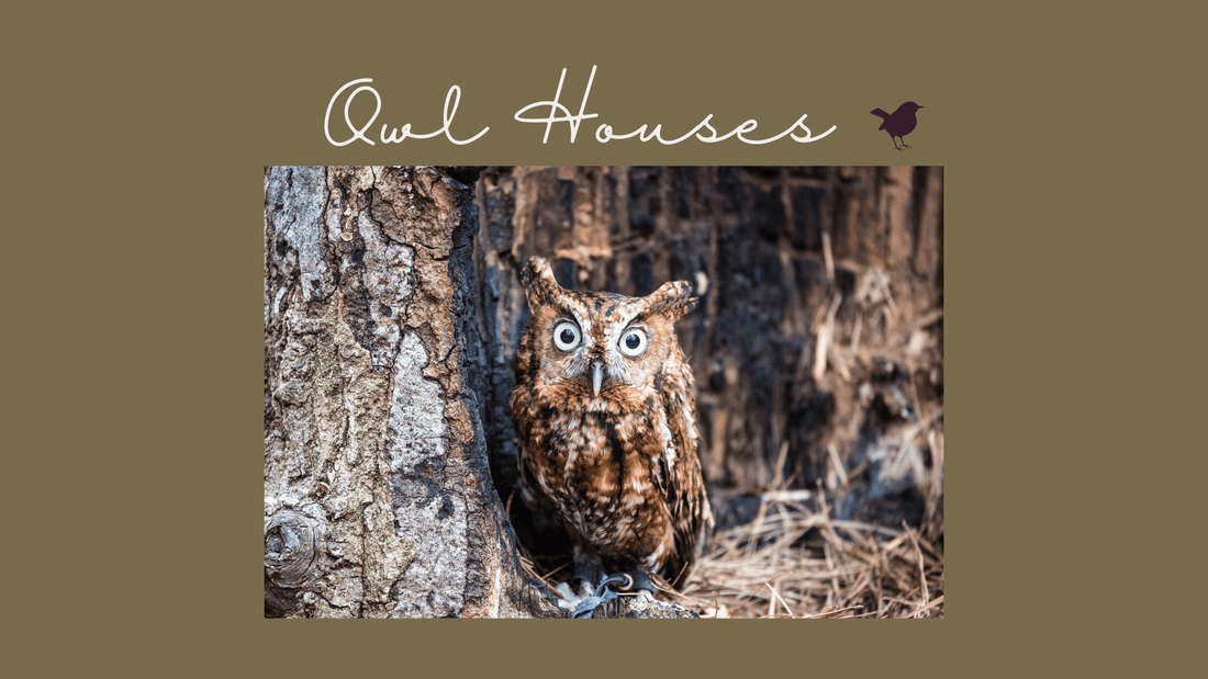 5 Critical Reasons Your Backyard  Needs an Owl House