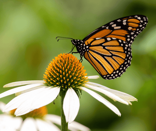 THE MAJESTIC MIGRATION: MONARCH BUTTERFLIES' EPIC JOURNEY