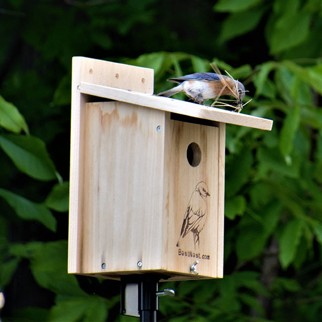 in action, Birdhouse for Bluebirds, Classic Design www.wingandhive.com