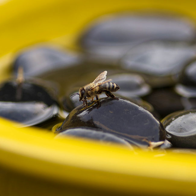 Butterfly and Bee Waterer