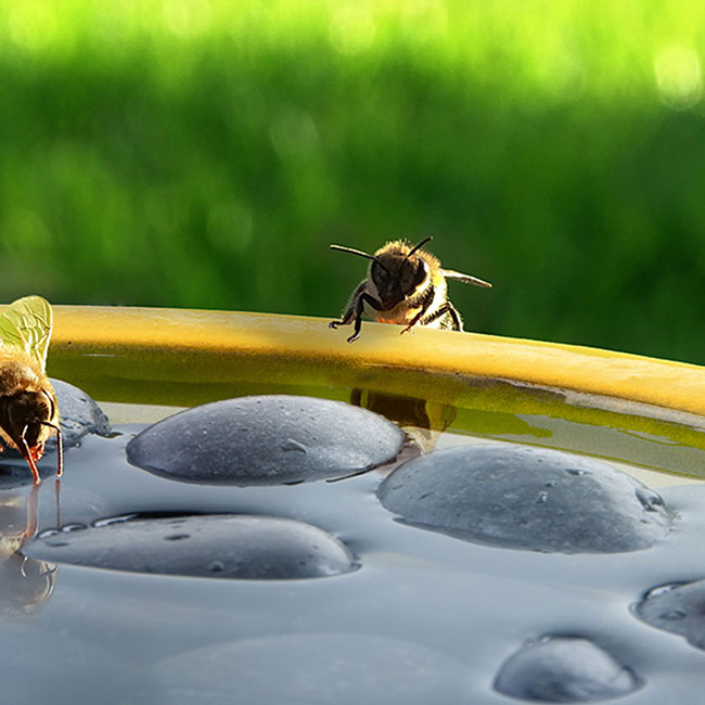 Butterfly and Bee Waterer