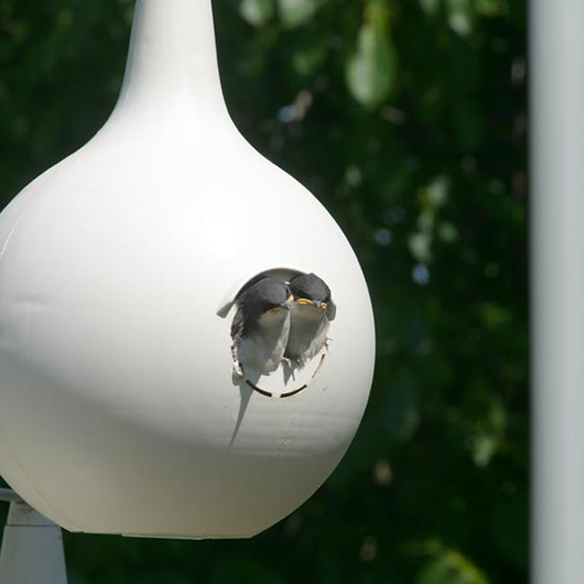 Purple Martin Home, The Nest Nook 8-Pack | Pollinator Shelter in Cedar | Wing and Hive