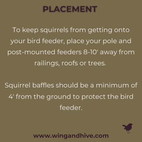 how to keep squirrels away from bird feeders www.wingandhive.com